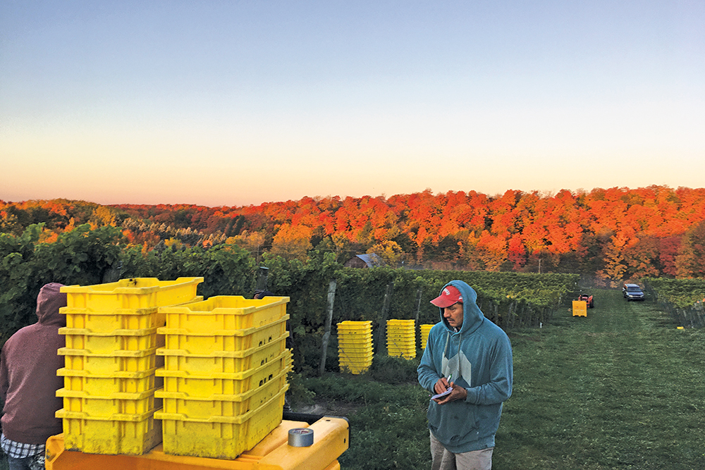 photo of farmworkers in Michigan winegrape grower Shady Lane Cellars' vineyard