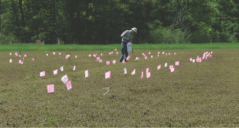 Improved cranberry hybrids sought for Wisconsin growers