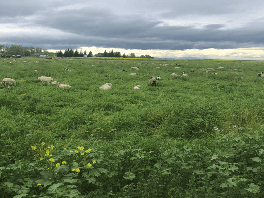 Regenerative agriculture: a viable option for large-scale row crop farms?