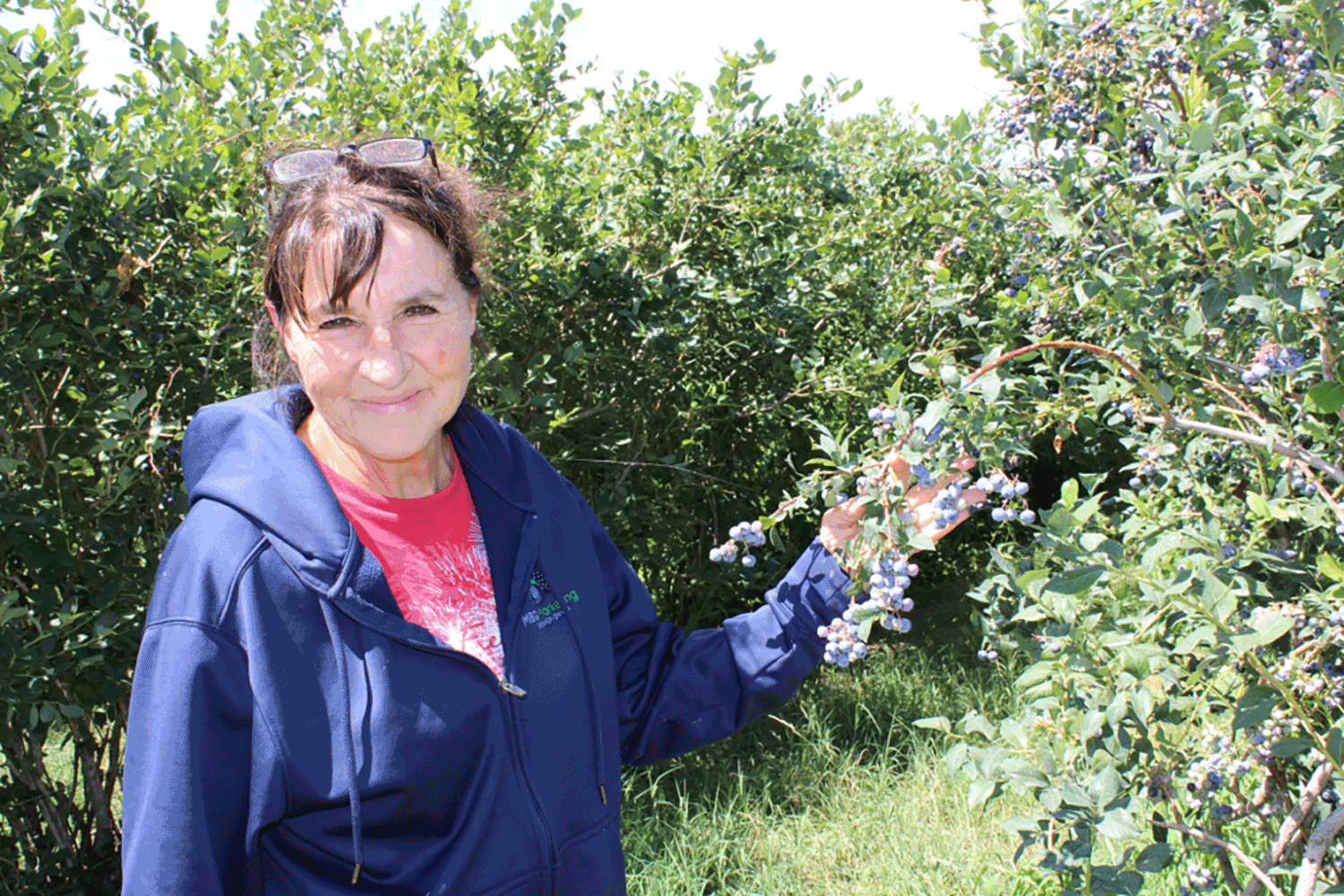 Red to blue: Washington grower leaves apples for blueberries