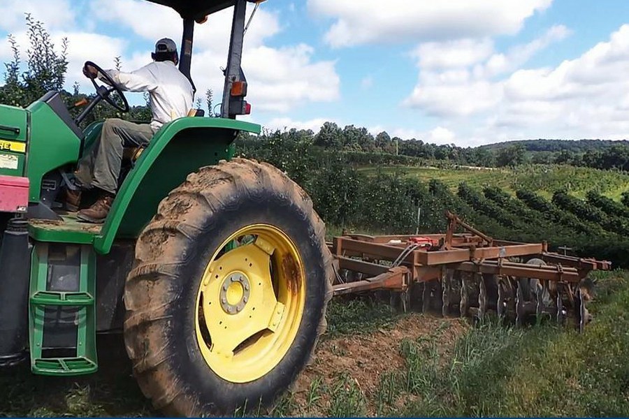 Consider a June planting of sorghum sudangrass following orchard removal