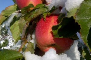 Pennsylvania farmers: Everything you need to file for USDA freeze assistance