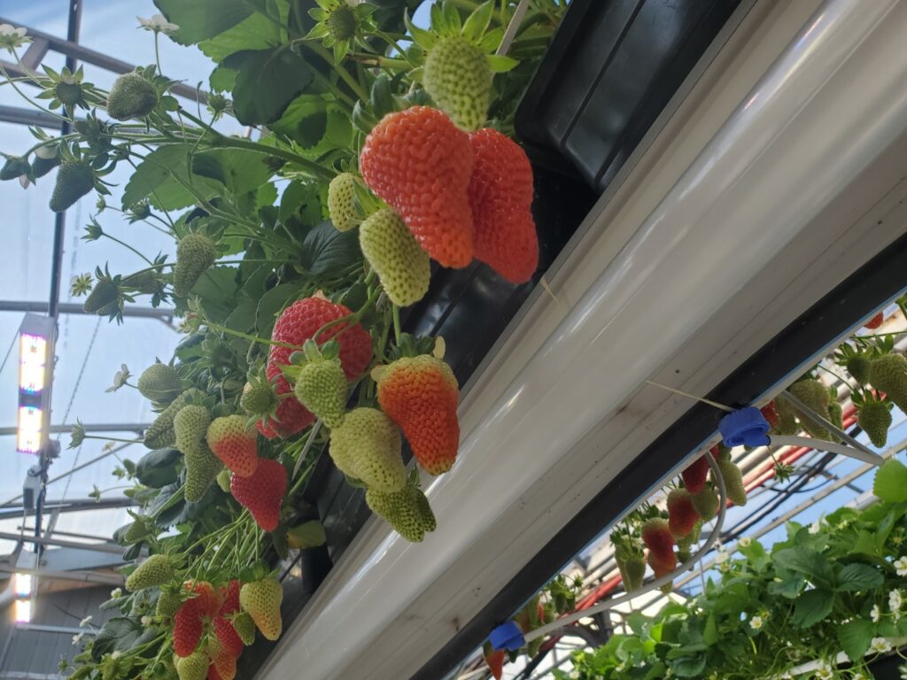 Strawberries in Canadian greenhouse lighting project