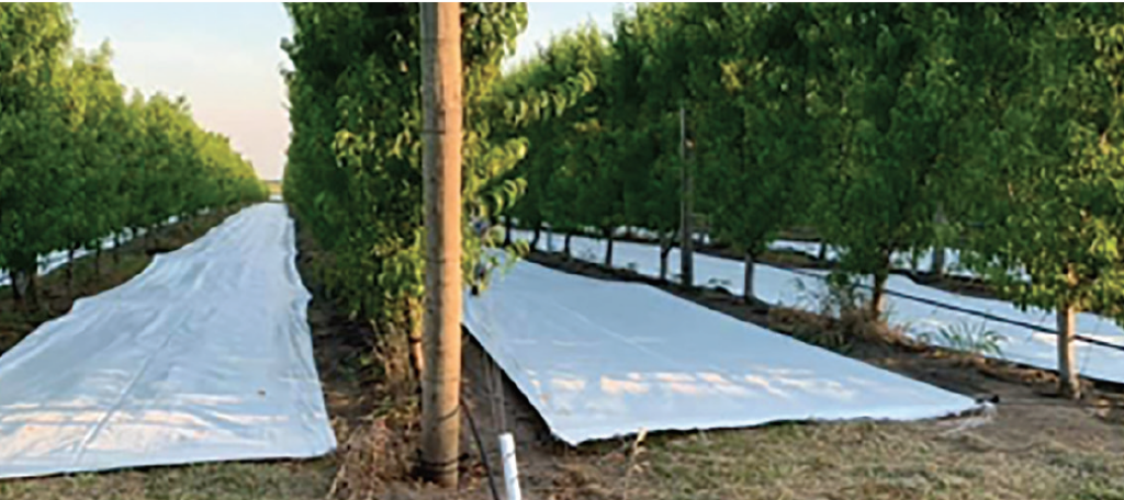 Kansas peach grower puts focus on high-density output