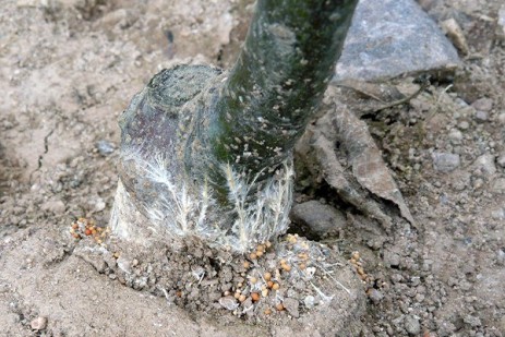 Southern blight of apple new disease for Pennsylvania fruit growers