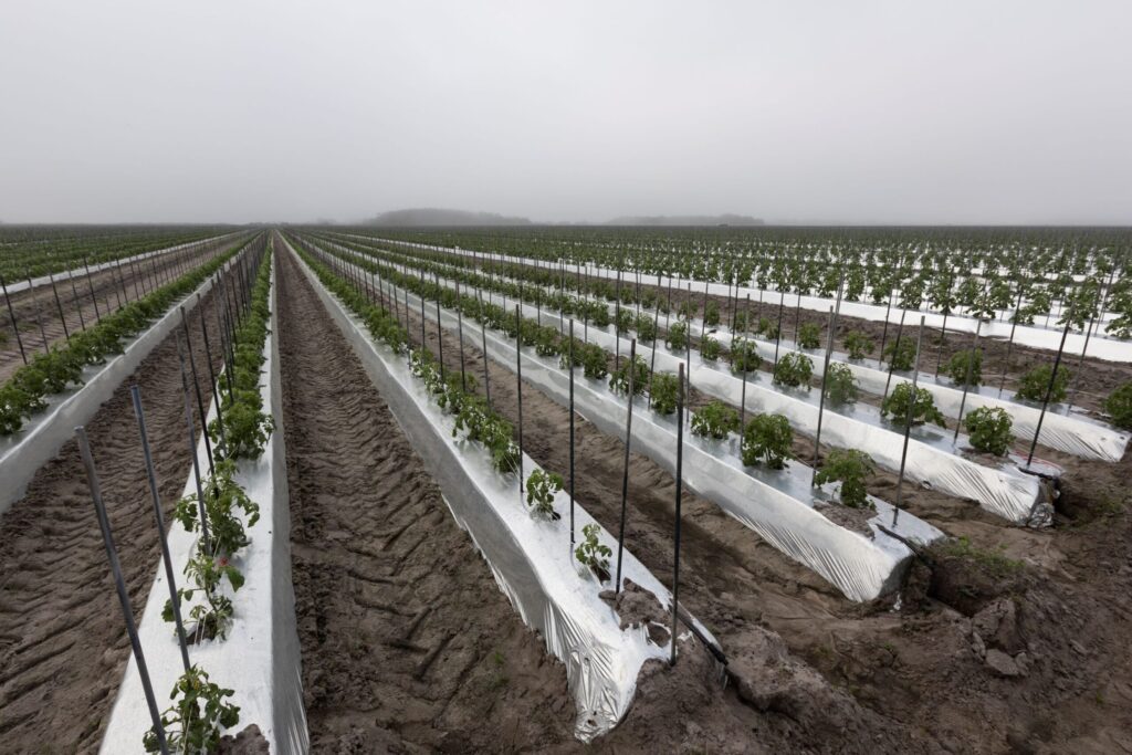 Florida farms reduce water use by 25% with crop bed change