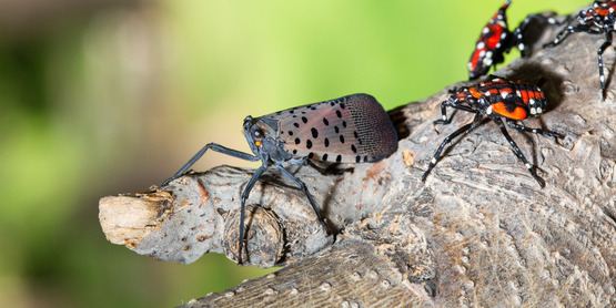 Funding for spotted lanternfly treatment available for New Jersey counties