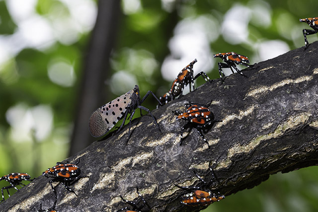 ARS scientists seek answers from spotted lanternfly dispersal