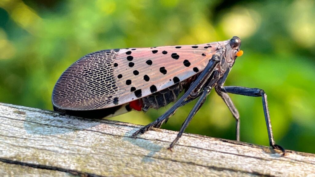 Spotted lanternfly arrives in North Carolina’s Forsyth County