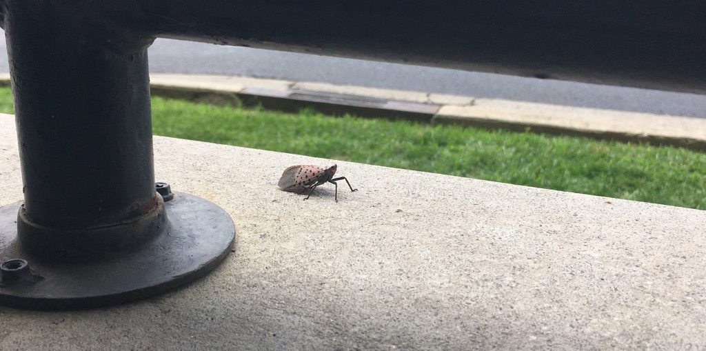 Battle against the highly invasive spotted lanternfly heats up in Virginia