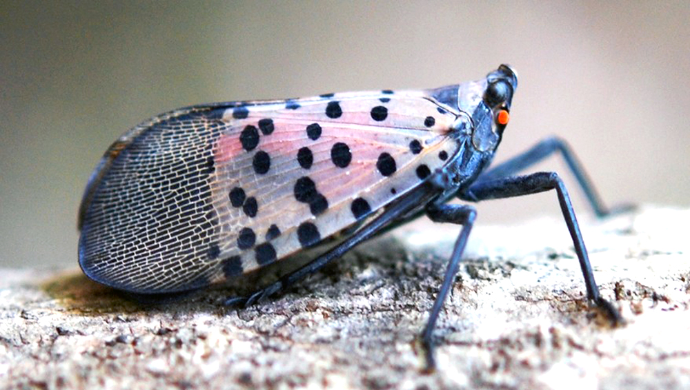 APHIS updates Spotted Lanternfly Control Program
