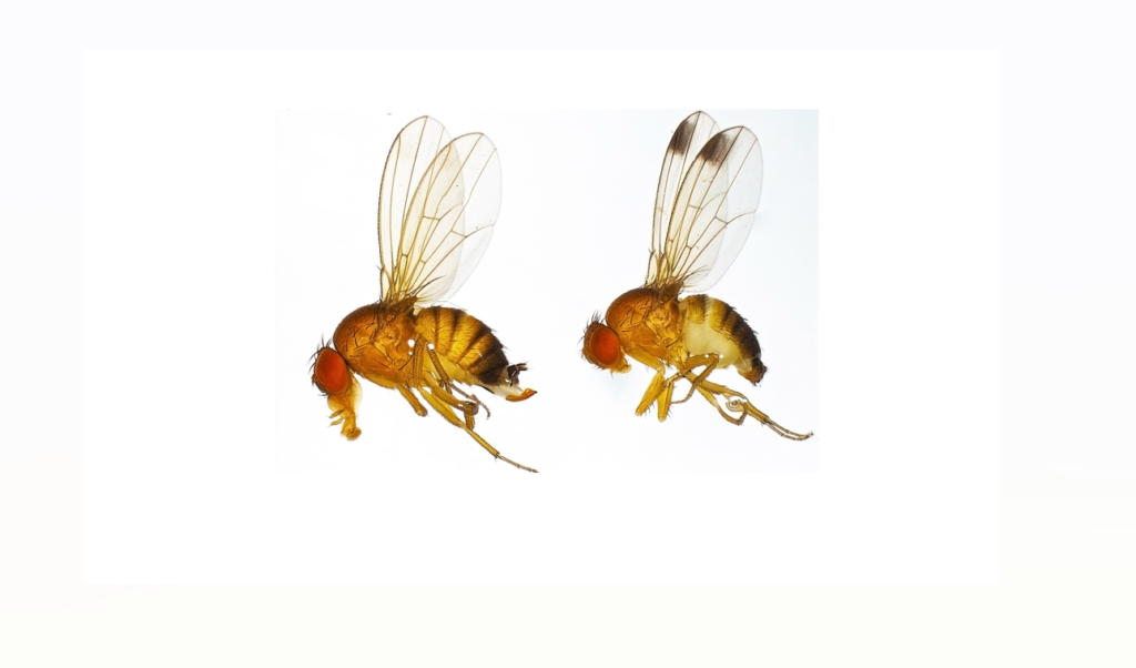 New SWD biopesticide being developed at MSU through USDA grant