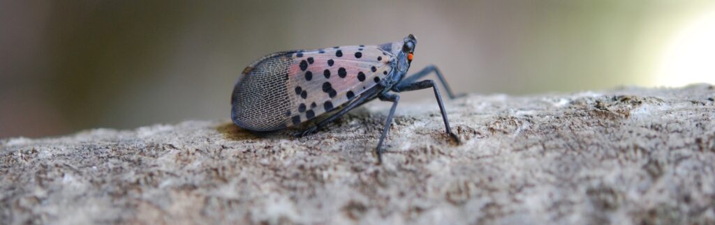 Spotted lanternfly found in Jefferson County, Ohio