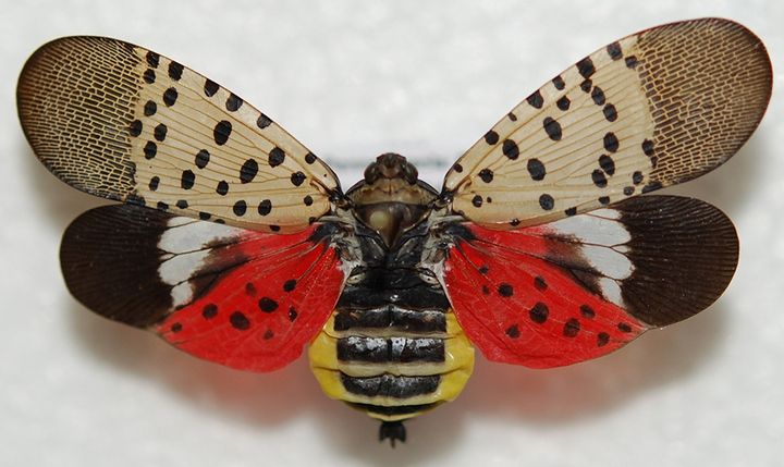 Supplemental assessment issued by APHIS for spotted lanternfly