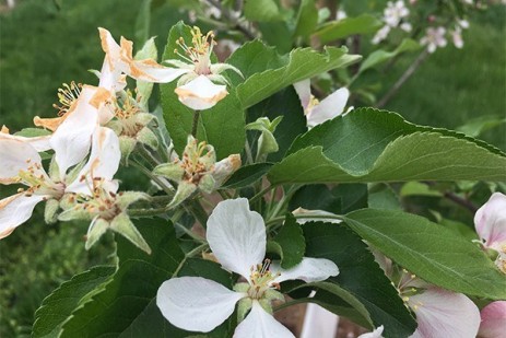 Virtual spring orchard meetings scheduled by Penn State Extension