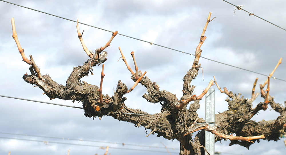 Grape cultivation best practices: Markus Keller on winter pruning