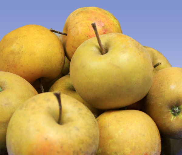 Stark Bro’s cider apple blend wins Glintcap medal