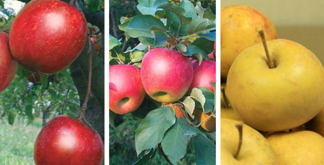 Stark Bro’s introduce new apple varieties