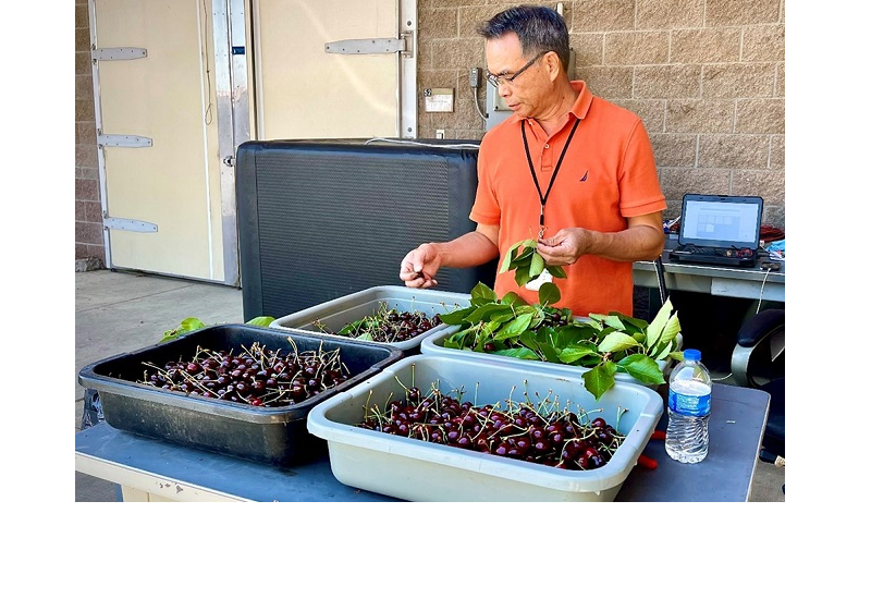 USDA studies steam heat to target pests