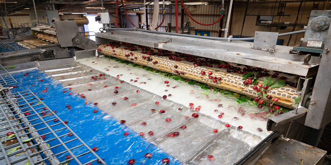 Technology revolutionizes cherry, small fruit grading, packing