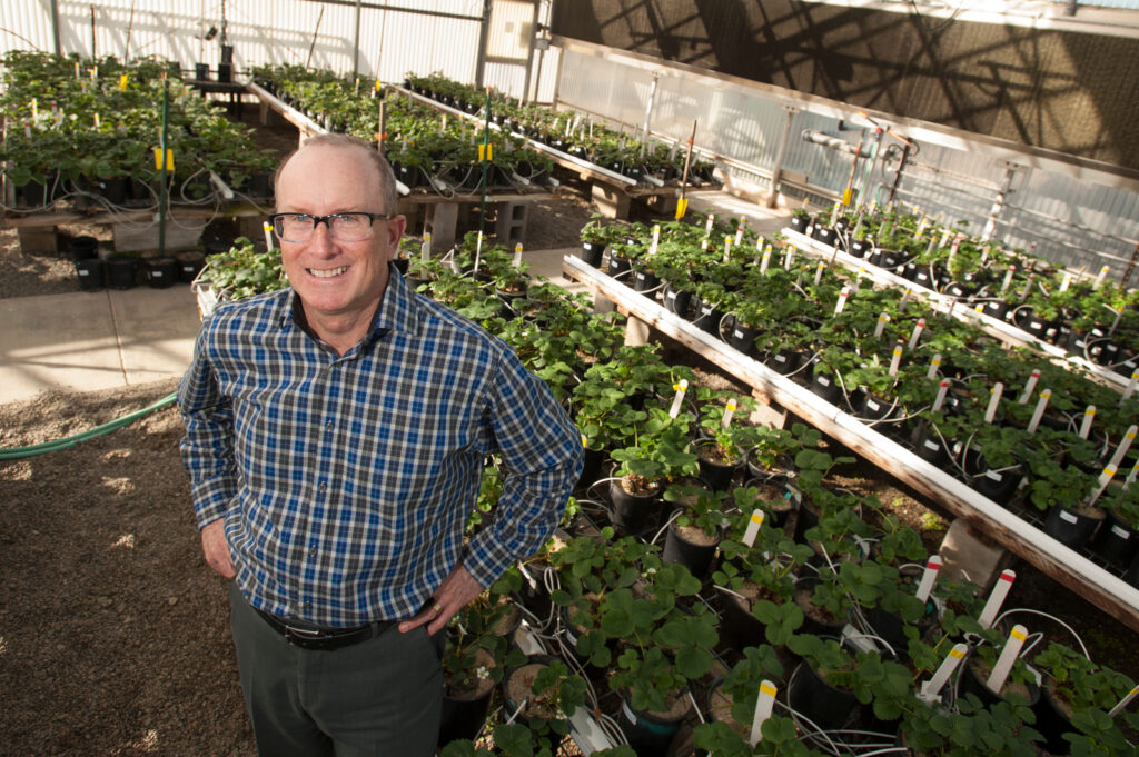 Scientists uncover genetic roadmap of cultivated strawberry