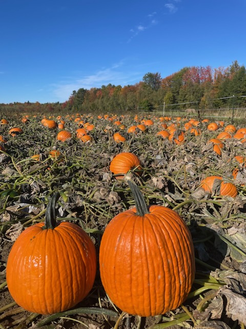 pumpkins