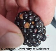 Watch for blackberry damage and disorders in the Northeast