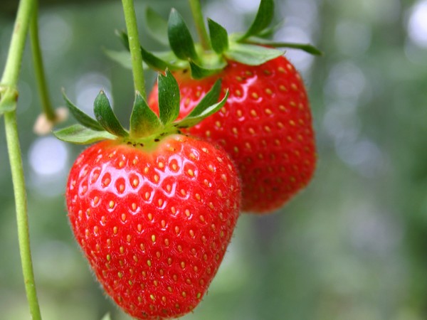 New hydroponic strawberry line sets optimistic tone for trio of partners