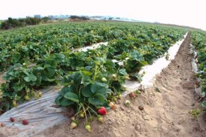 Berry bounce back: Warm weather, new varieties boost California strawberry crops