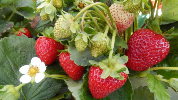 Researchers hope to extend Northeast’s berry growing season