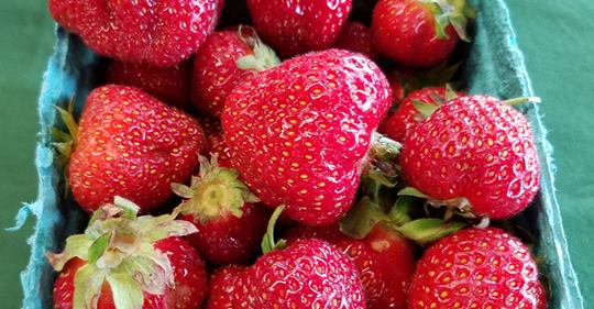 Free guide on managing SWD in organic berry crops available
