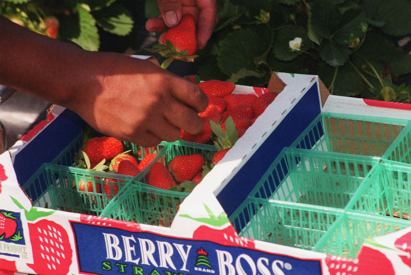 Heart of Florida’s strawberry season puts focus on industry
