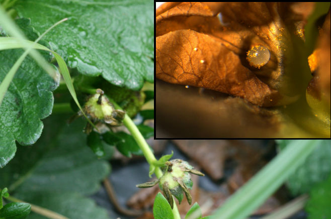 NCSU researchers study strawberry clipper effects on yield