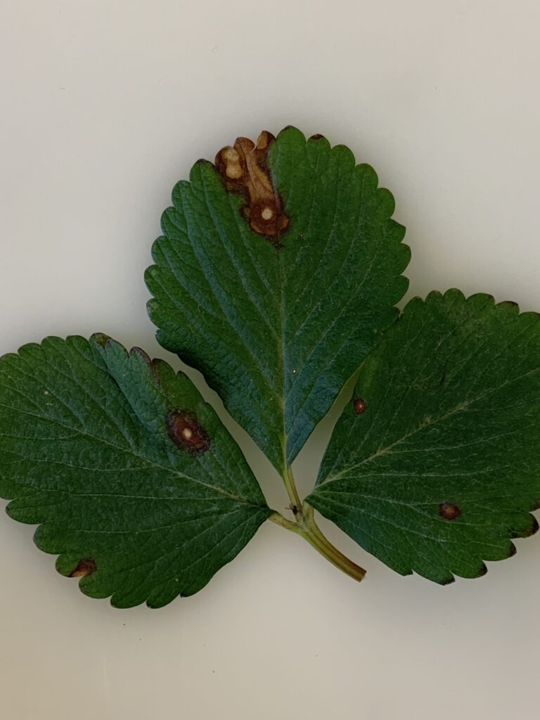 New plant disease detected in Louisiana strawberries