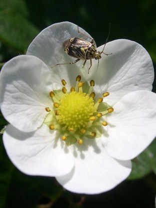 A tarnished plant bug on a strawberry flower. Photo: Kathleen Demchak