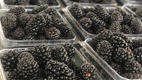 Sun Belle blackberries in peak production