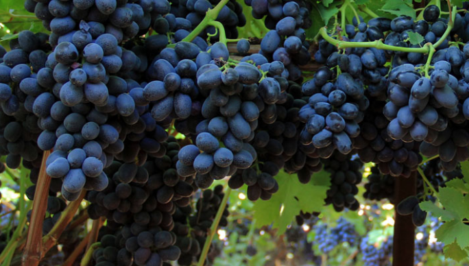 Egyptian courts side with Sun World on grape cases