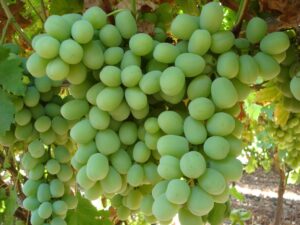 Penn State offers grape, wine industry webinar series free for growers
