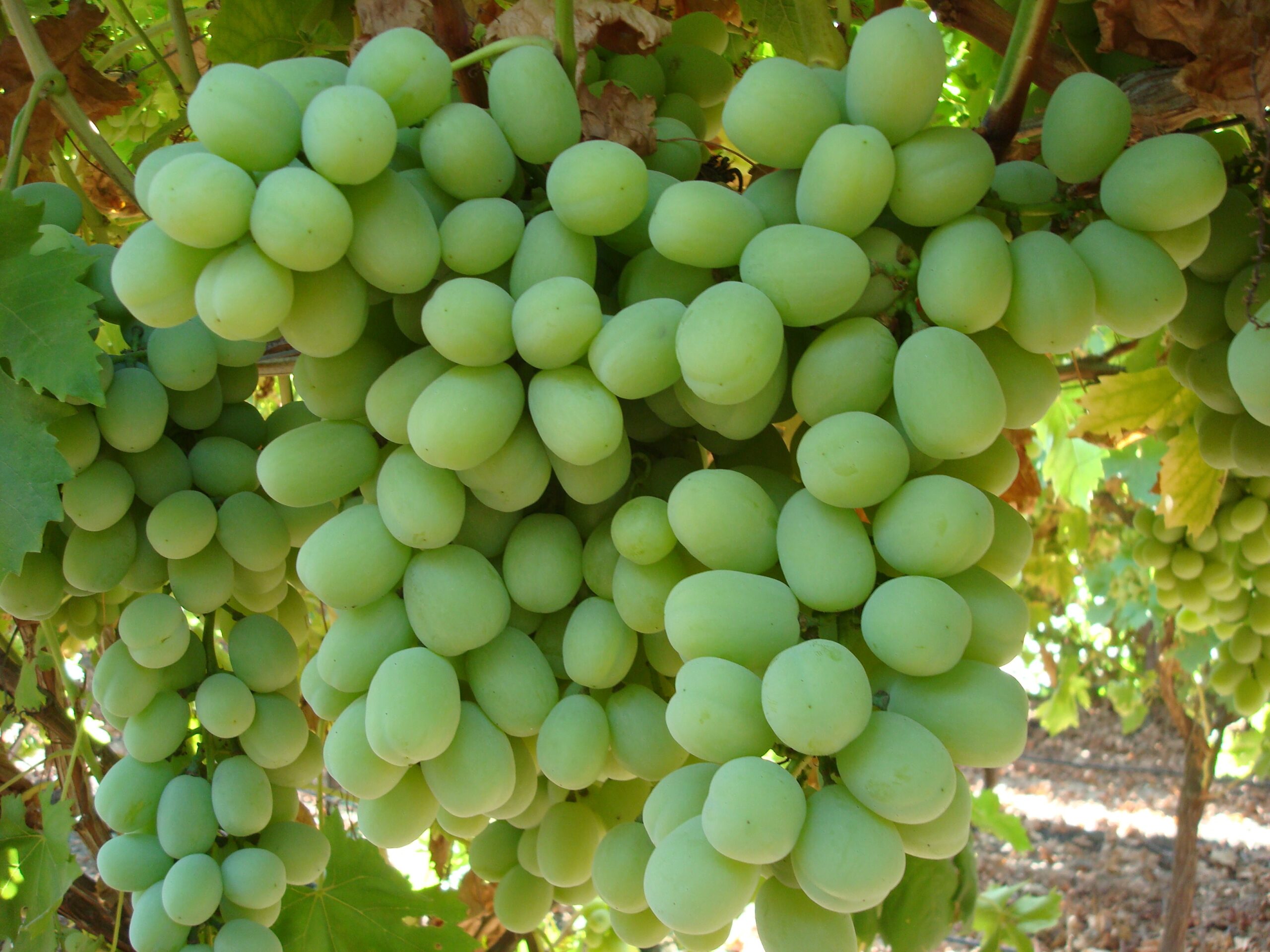 Photo of Sundale Vineyards' green grapes