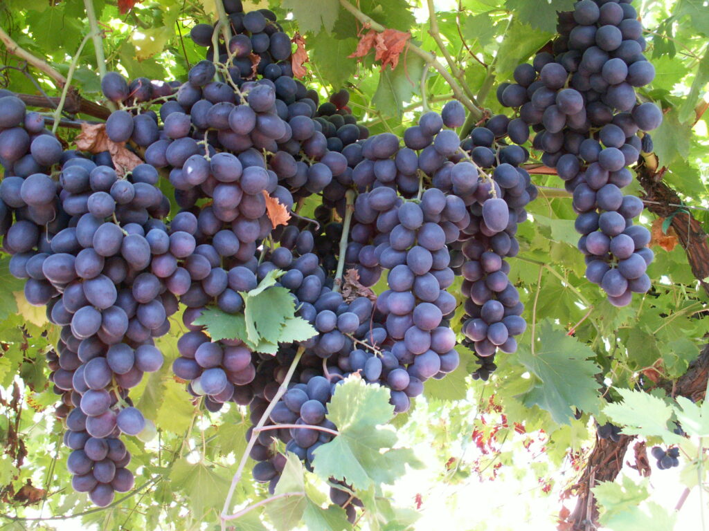 Sundale Vineyards moves from winegrapes to table grapes