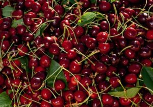 Eric Patrick tapped to head WSFC, strengthen northwest cherry and pear brands