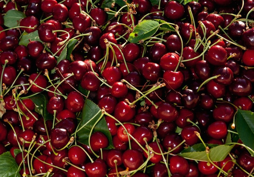 Northwest cherry harvest continues to show strength