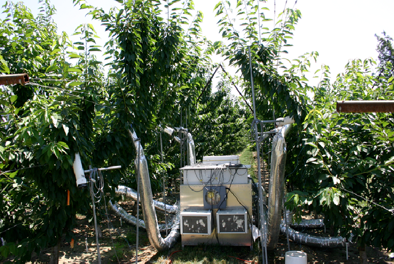 When and how to reduce doubling in sweet cherry