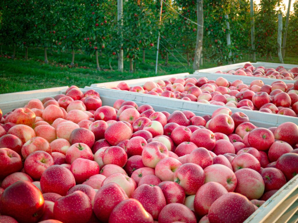 Big apple: Large 2025-26 apple crop forecast