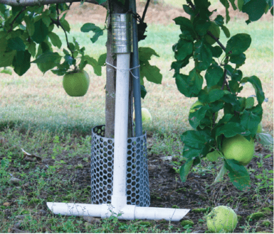 A white pipe, in an inverted capital T, against the trunk of an apple tree