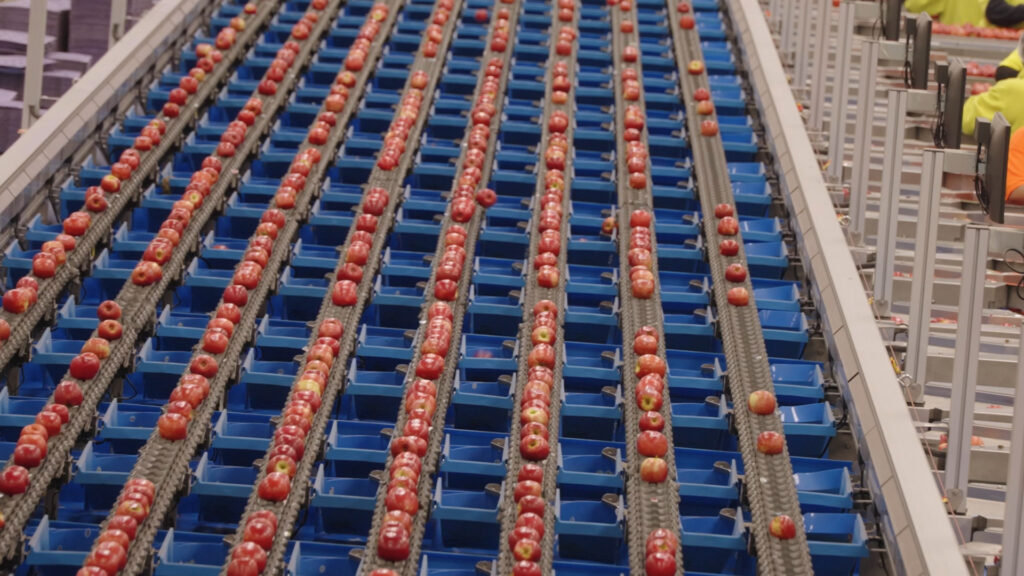 New tech enables Freshco to detect stem splits and punctures in apples
