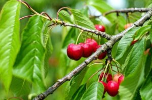 Glass half full: Yakima cherry growers see opportunity in smaller harvest