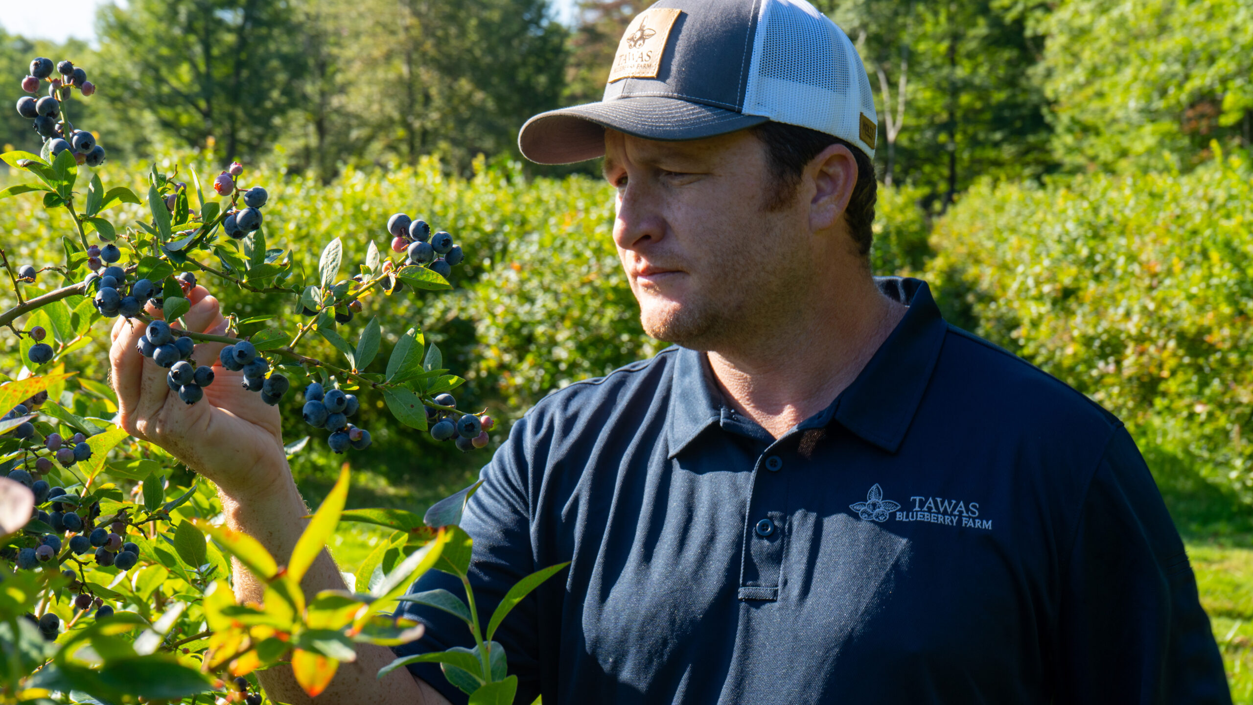 Tawas Blueberry Farm’s Nathan Payne viewing blueberries.