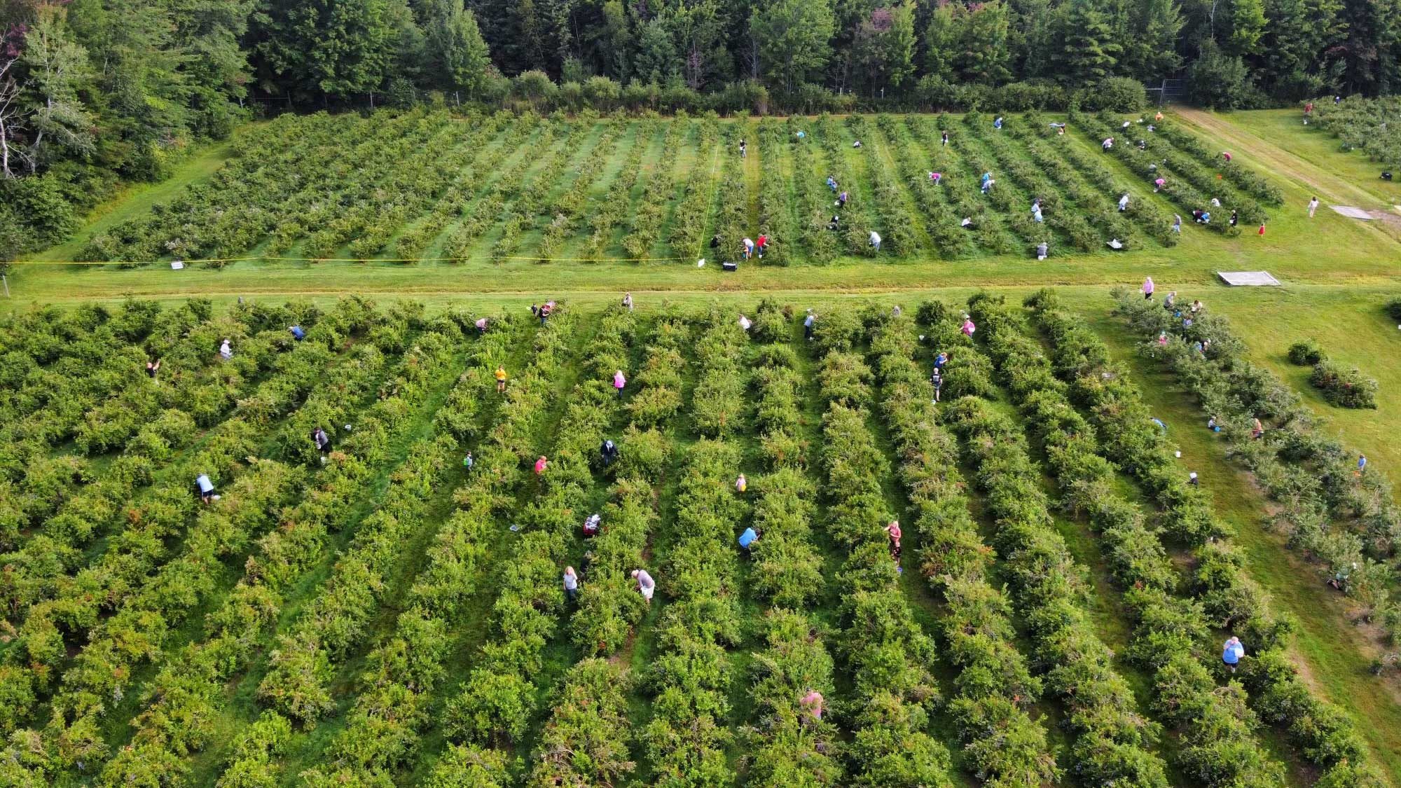 Aerial view of Tawas Blueberry Farm’s blueberries.