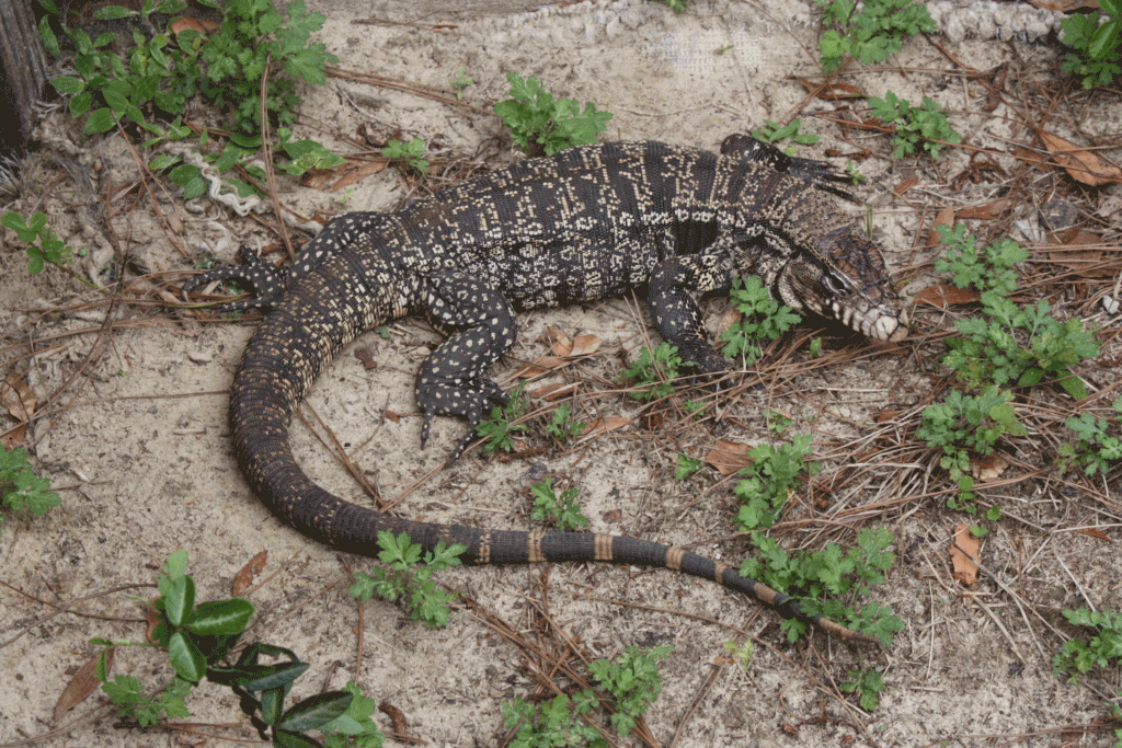 Tegu spread threatens Florida’s wildlife, natural areas, crops